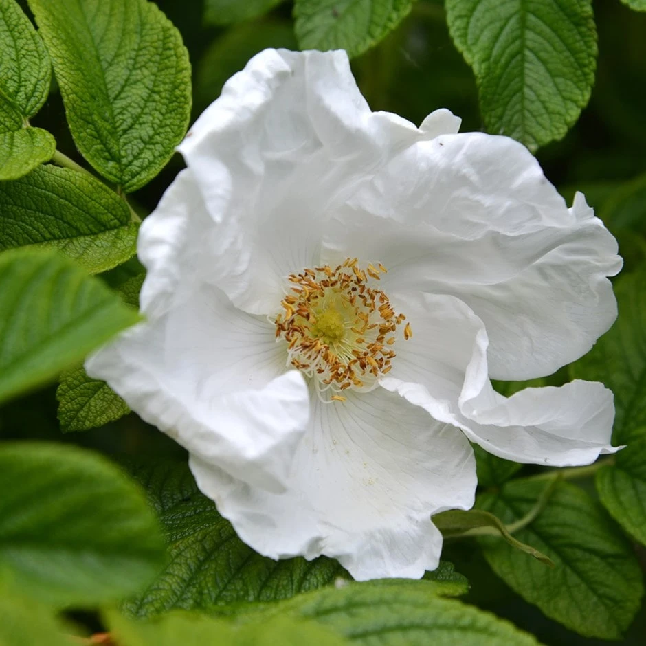 Rosa Rugosa 'Alba' 1 Rosa Rugosa 'Alba'