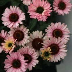 Echinacea SunSeekers Salmon ('IFECSSSAL') (PBR) (SunSeekers Series) 7 Echinacea SunSeekers Salmon ('IFECSSSAL') (PBR) (SunSeekers Series) -Plants Shop pl2000033448 card3 lg