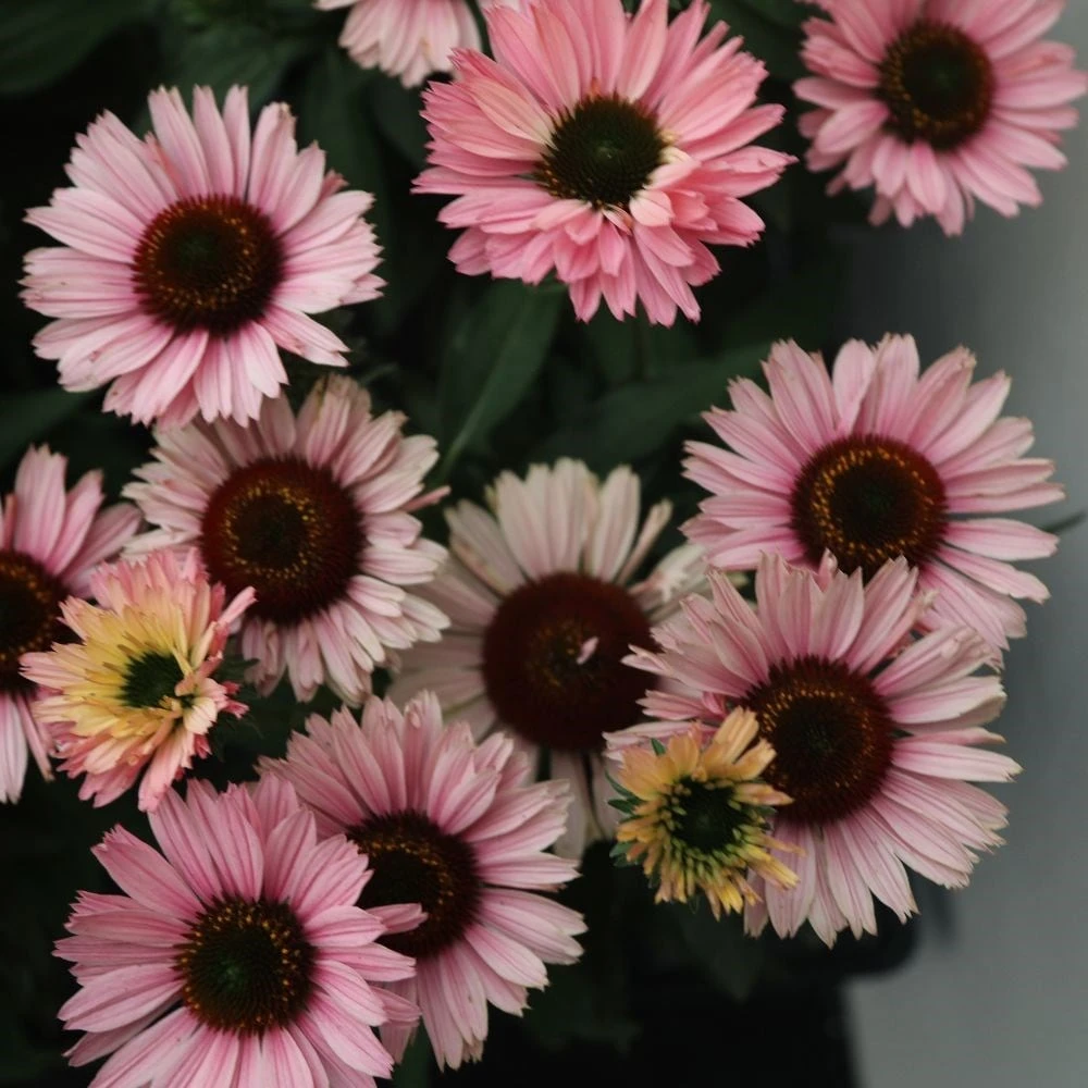 Echinacea SunSeekers Salmon ('IFECSSSAL') (PBR) (SunSeekers Series) 3 Echinacea SunSeekers Salmon ('IFECSSSAL') (PBR) (SunSeekers Series) - Image 3