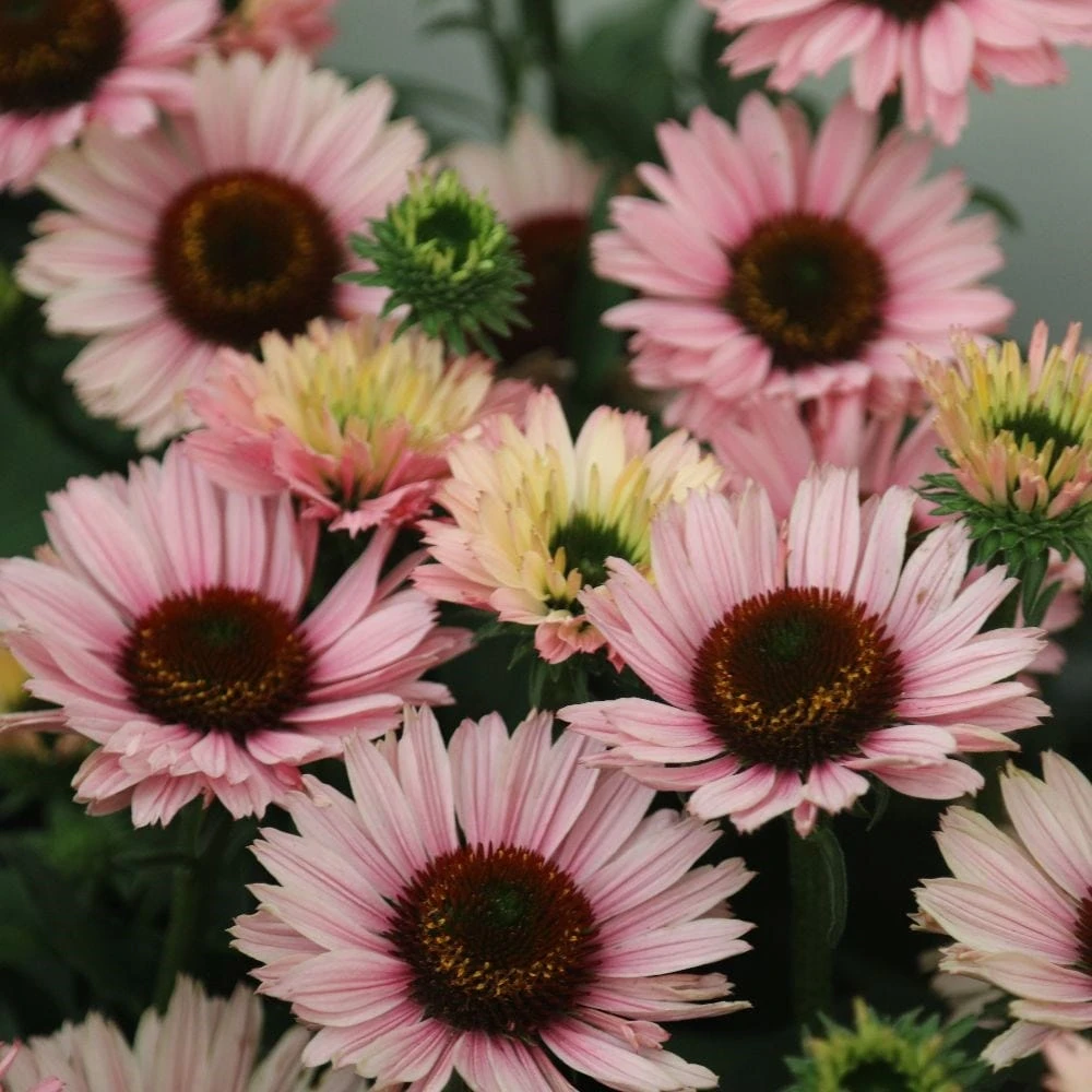 Echinacea SunSeekers Salmon ('IFECSSSAL') (PBR) (SunSeekers Series) 5 Echinacea SunSeekers Salmon ('IFECSSSAL') (PBR) (SunSeekers Series) - Image 5