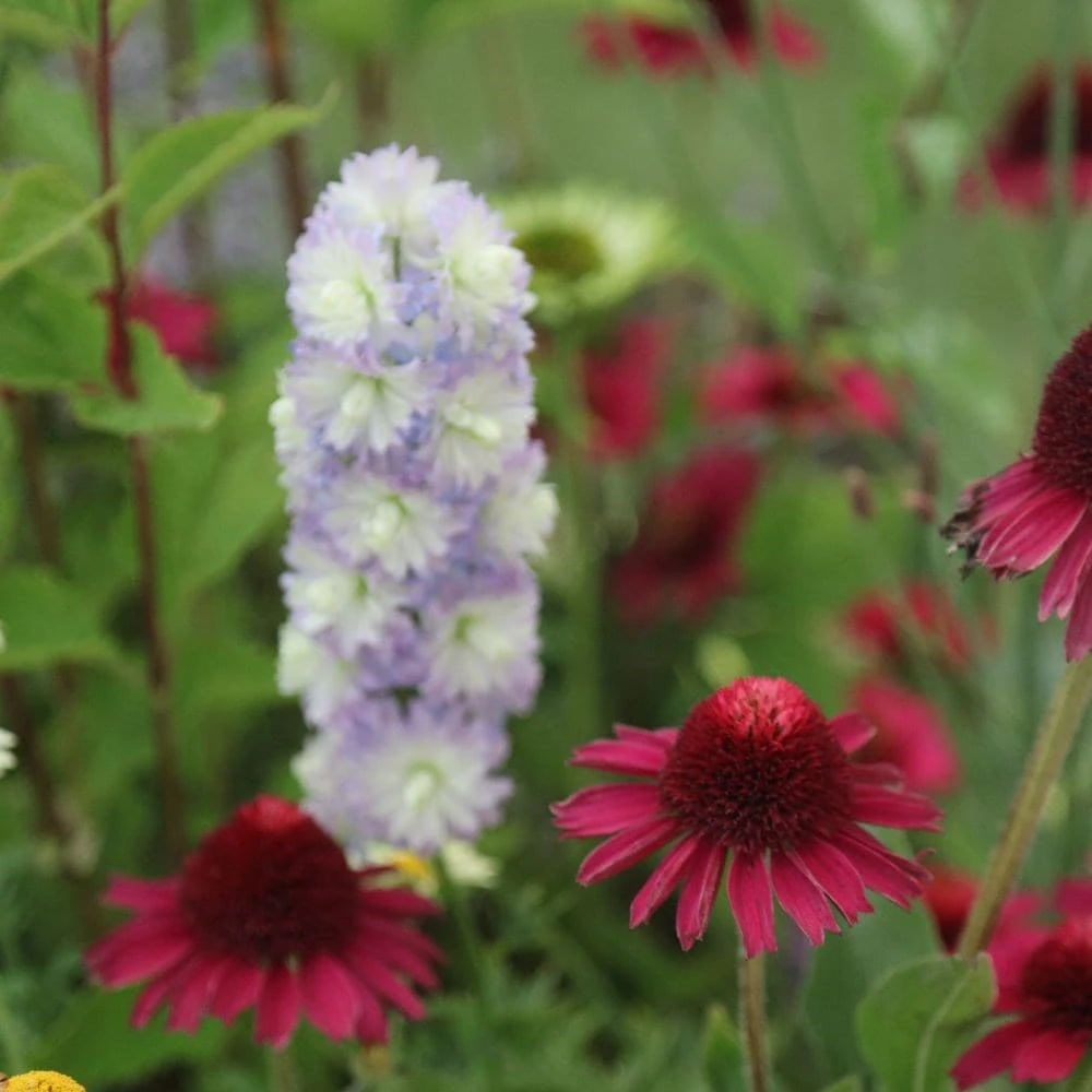 Echinacea Delicious Candy ('Noortdeli') (PBR) 2 Echinacea Delicious Candy ('Noortdeli') (PBR) - Image 2