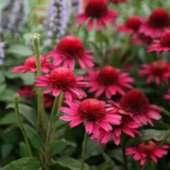 Echinacea Delicious Candy ('Noortdeli') (PBR) 6 Echinacea Delicious Candy ('Noortdeli') (PBR) -Plants Shop pl2000033449 card3 lg