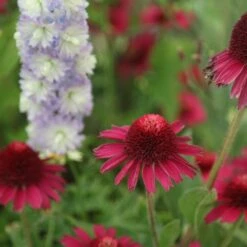 Echinacea Delicious Candy ('Noortdeli') (PBR) 7 Echinacea Delicious Candy ('Noortdeli') (PBR) -Plants Shop pl2000033449 card4 lg