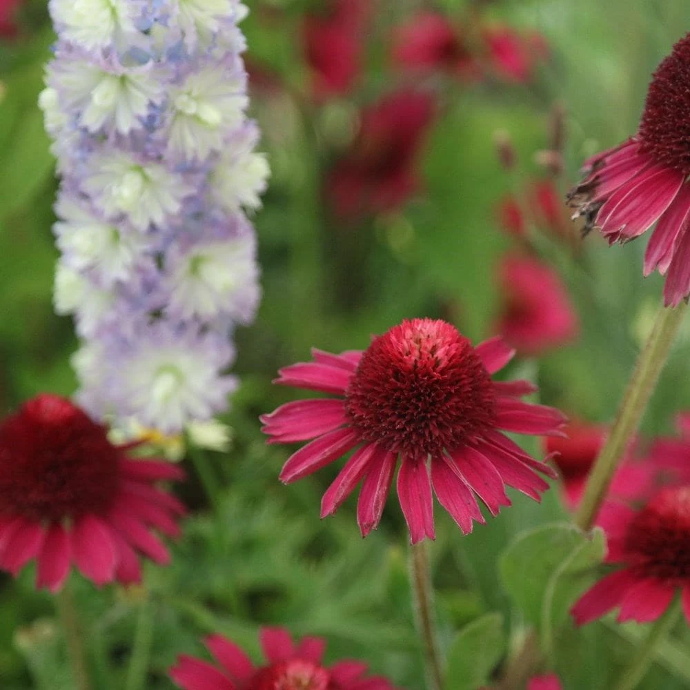 Echinacea Delicious Candy ('Noortdeli') (PBR) 4 Echinacea Delicious Candy ('Noortdeli') (PBR) - Image 4
