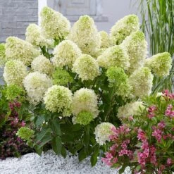 Hydrangea Paniculata Skyfall ('Frenne') (PBR) -Plants Shop pl2000033503 card3 lg