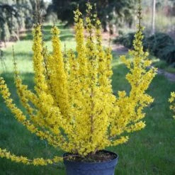 Forsythia × Intermedia Mikador ('Minfor6') (PBR) -Plants Shop pl2000033512 card3 lg