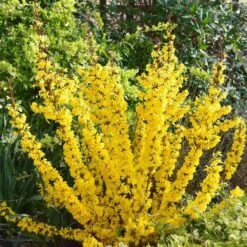 Forsythia × Intermedia Mikador ('Minfor6') (PBR) -Plants Shop pl2000033512 card4 lg