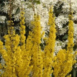 Forsythia × Intermedia Mikador ('Minfor6') (PBR) -Plants Shop pl2000033512 card5 lg