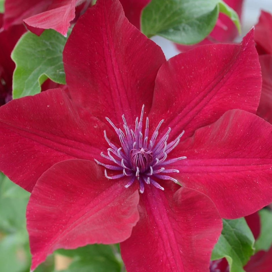 Clematis Nubia ('Evipo079') (PBR) 1 Clematis Nubia ('Evipo079') (PBR)