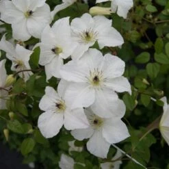 Clematis Forever Friends ('Zofofri') (PBR) -Plants Shop pl2000033515 card3 lg