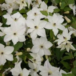 Clematis Forever Friends ('Zofofri') (PBR) -Plants Shop pl2000033515 card4 lg