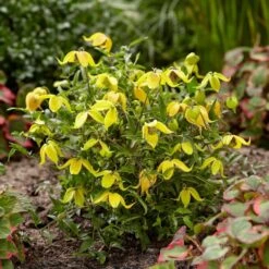 Clematis Little Lemons ('Zo14100') (PBR) 12 Clematis Little Lemons ('Zo14100') (PBR) -Plants Shop pl2000033527 card3 lg