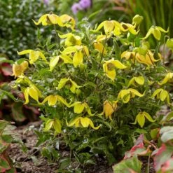 Clematis Little Lemons ('Zo14100') (PBR) 16 Clematis Little Lemons ('Zo14100') (PBR) -Plants Shop pl2000033527 card7 lg