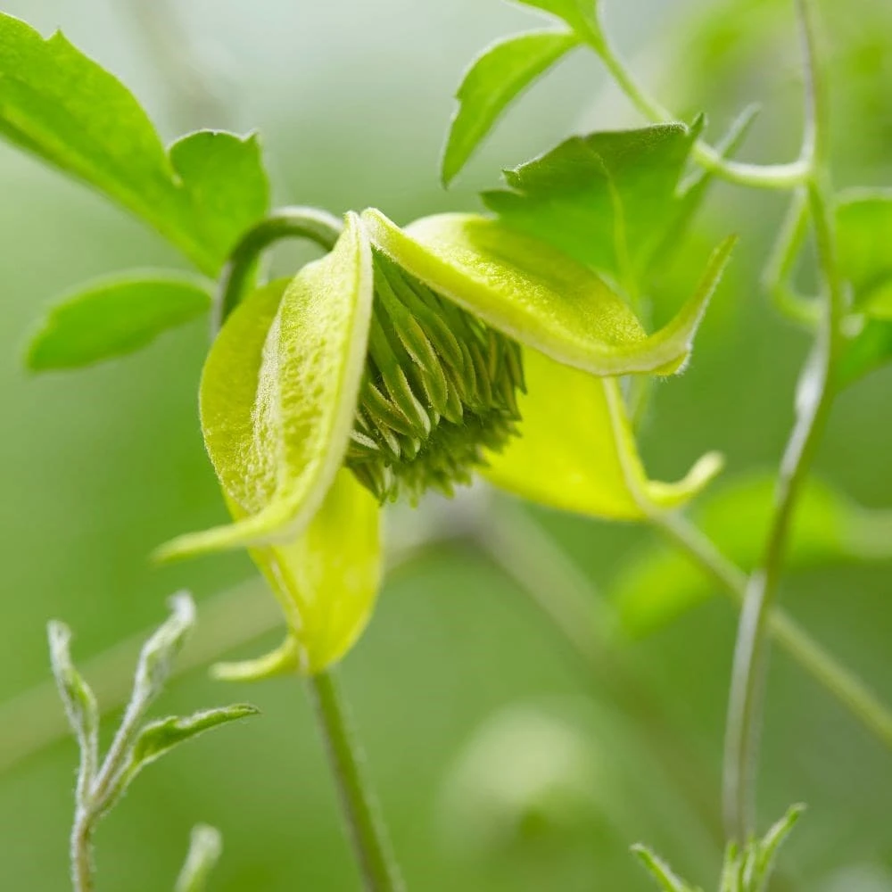 Clematis Little Lemons ('Zo14100') (PBR) 8 Clematis Little Lemons ('Zo14100') (PBR) - Image 8