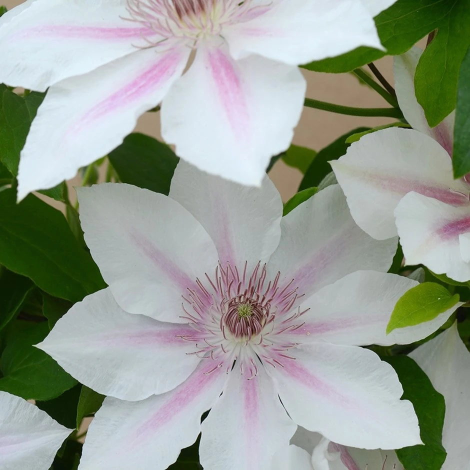 Clematis Corinne ('Evipo063') (PBR) (Boulevard Series) 1 Clematis Corinne ('Evipo063') (PBR) (Boulevard Series)