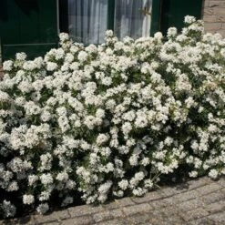 Choisya × Dewitteana White Dazzler ('Londaz') (PBR) 5 Choisya × Dewitteana White Dazzler ('Londaz') (PBR) -Plants Shop pl2000033539 card3 lg