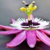 Passiflora Caerulea 'Rubra'