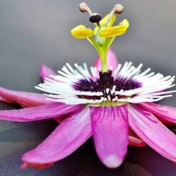 Passiflora Caerulea 'Rubra'