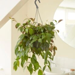 Aeschynanthus Longicaulis -Plants Shop pl2000033576 card3 lg