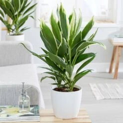 Cordyline Fruticosa 'Conga' -Plants Shop pl2000033582 card3 lg