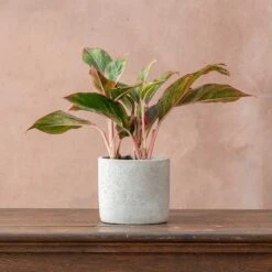 Aglaonema 'Crete' -Plants Shop pl2000033583 card3 lg