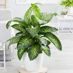 Dieffenbachia 'Tropic Snow' -Plants Shop pl2000033600 card3 lg