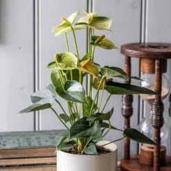 Anthurium Vanilla Champion 5 Anthurium Vanilla Champion -Plants Shop pl2000033604 card3 lg