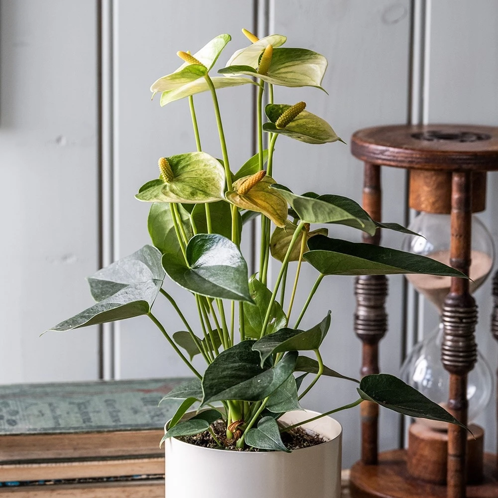 Anthurium Vanilla Champion 3 Anthurium Vanilla Champion - Image 3