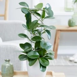 Hoya Australis -Plants Shop pl2000033605 card4 lg