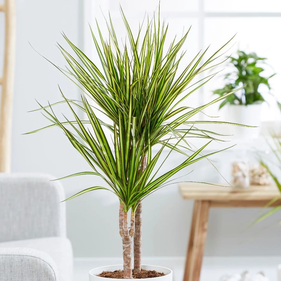 Dracaena Marginata 'Sunray' (PBR) 1 Dracaena Marginata 'Sunray' (PBR)