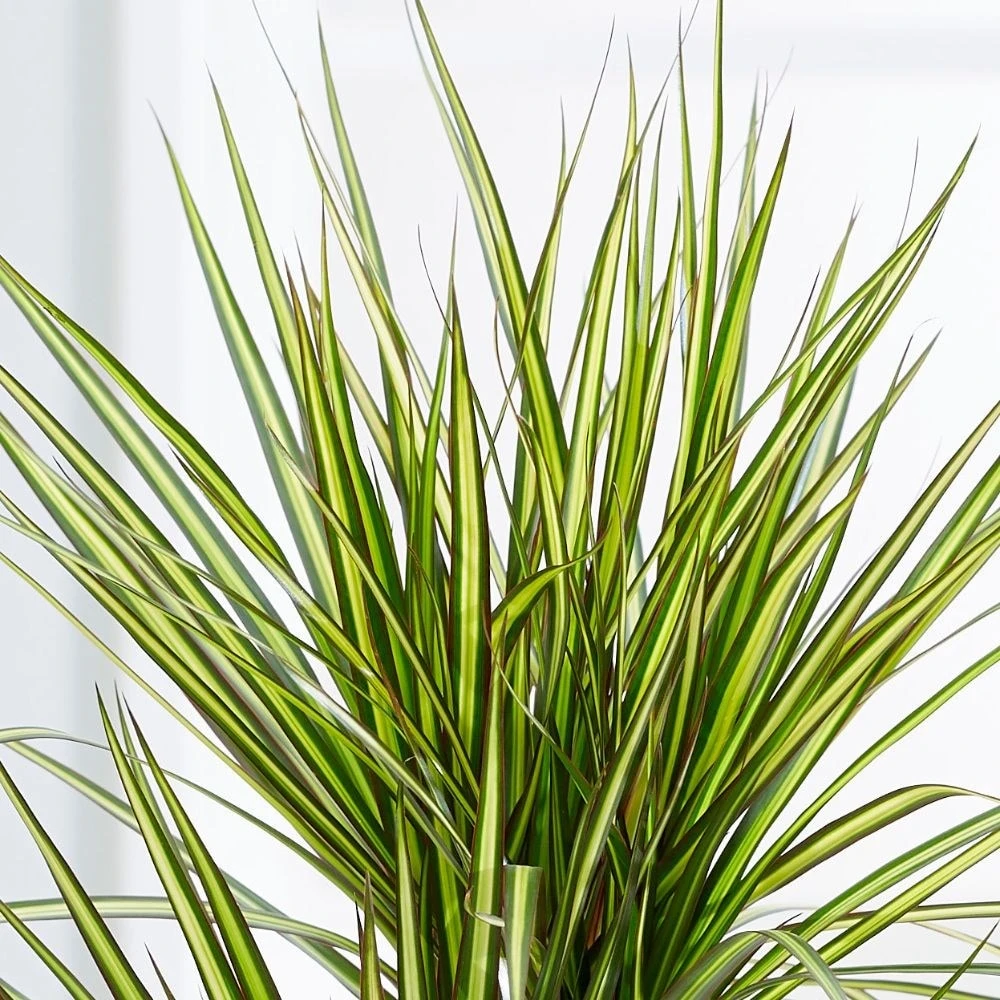 Dracaena Marginata 'Sunray' (PBR) 2 Dracaena Marginata 'Sunray' (PBR) - Image 2