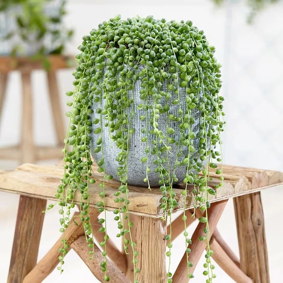 Curio Rowleyanus 1 Curio Rowleyanus