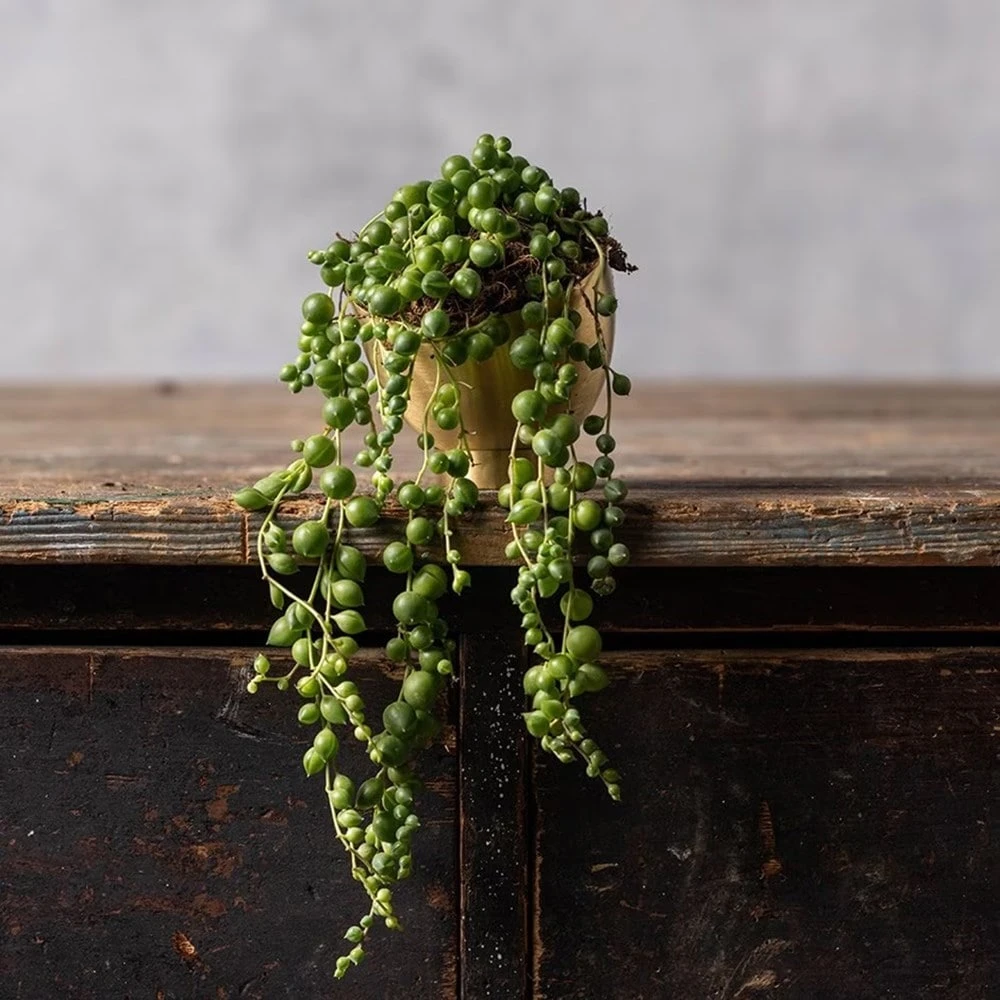 Curio Rowleyanus 2 Curio Rowleyanus - Image 2