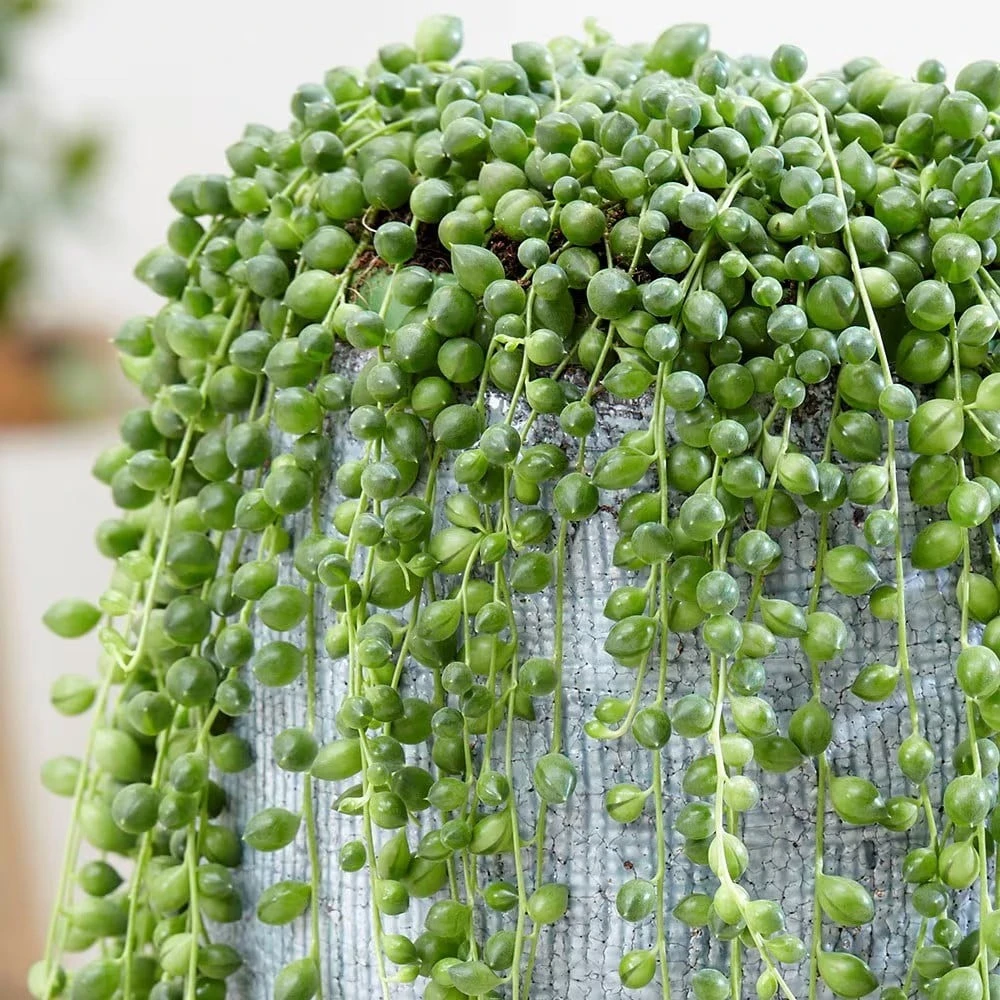 Curio Rowleyanus 4 Curio Rowleyanus - Image 4