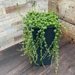 Curio Rowleyanus 9 Curio Rowleyanus -Plants Shop pl2000033731 card5 lg