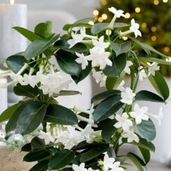 Stephanotis Floribunda 5 Stephanotis Floribunda -Plants Shop pl2000034245 card3 lg