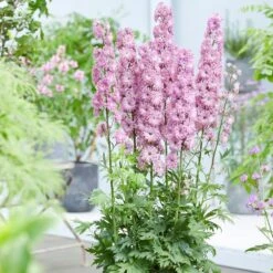 Delphinium Flamenco ('Coadelfla') (PBR) (Highlander Series) -Plants Shop pl2000034317 card3 lg