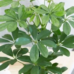 Schefflera Arboricola 'Nora' -Plants Shop pl2000034367 card3 lg