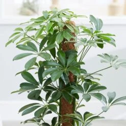 Schefflera Arboricola 'Nora' -Plants Shop pl2000034367 card5 lg