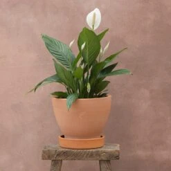 Spathiphyllum Bingo Cupido ('Spapril') (PBR)