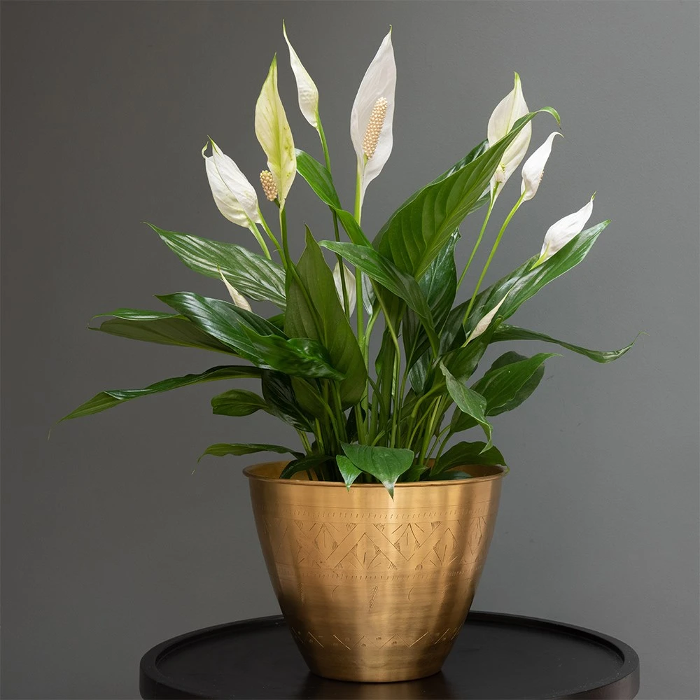 Spathiphyllum Bingo Cupido ('Spapril') (PBR) 2 Spathiphyllum Bingo Cupido ('Spapril') (PBR) - Image 2