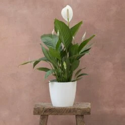 Spathiphyllum Bingo Cupido ('Spapril') (PBR) 5 Spathiphyllum Bingo Cupido ('Spapril') (PBR) -Plants Shop pl2000034375 card3 lg
