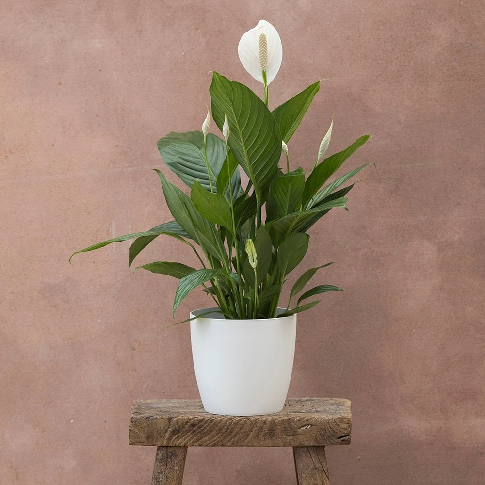 Spathiphyllum Bingo Cupido ('Spapril') (PBR) 3 Spathiphyllum Bingo Cupido ('Spapril') (PBR) - Image 3