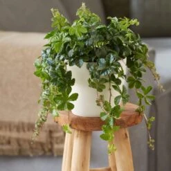 Cissus Striata -Plants Shop pl2000034386 card3 lg