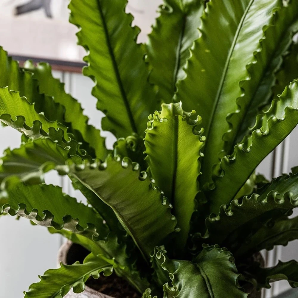 Asplenium Antiquum 'Osaka' 2 Asplenium Antiquum 'Osaka' - Image 2