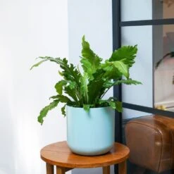 Asplenium Nidus 'Campio' (PBR) 5 Asplenium Nidus 'Campio' (PBR) -Plants Shop pl2000034388 card3 lg