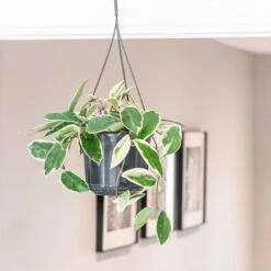 Hoya Carnosa 'Krimson Queen' 7 Hoya Carnosa 'Krimson Queen' -Plants Shop pl2000034389 card3 lg