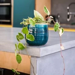 Hoya Carnosa 'Krimson Queen' 8 Hoya Carnosa 'Krimson Queen' -Plants Shop pl2000034389 card4 lg