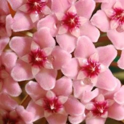 Hoya Carnosa 'Krimson Queen' 9 Hoya Carnosa 'Krimson Queen' -Plants Shop pl2000034389 card5 lg