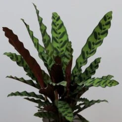 Goeppertia Lancifolia -Plants Shop pl2000034393 card3 lg